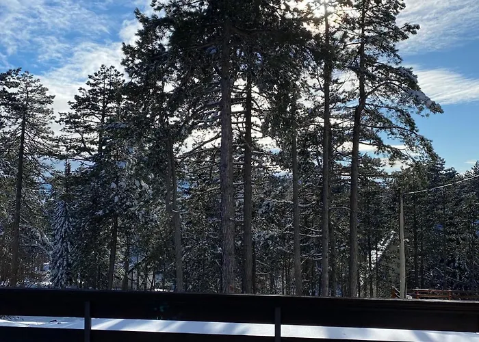 Mirjana Tara Kaludjerske Bare